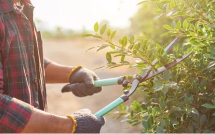 Tree Pruning and Trimming A Comprehensive Guide techniques