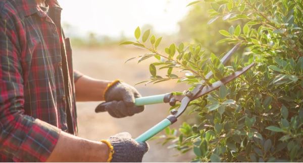 Tree Pruning and Trimming A Comprehensive Guide techniques