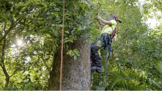 Tree Pruning and Trimming A Comprehensive Guide