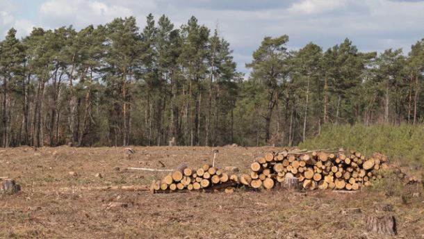 What is Meant by Felling of Trees commercial