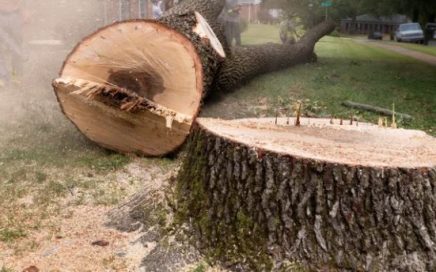 Why You Should Remove Tree Stumps