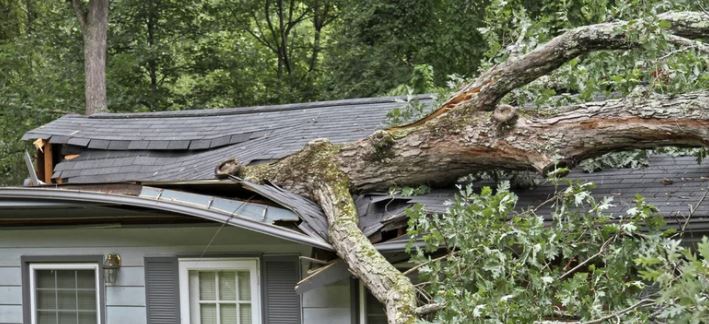 Why You Should Remove Tree Stumps - tree fall on house