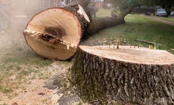 Why You Should Remove Tree Stumps