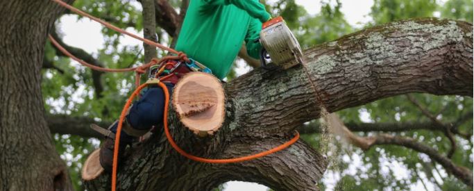 gr treefelling tree services