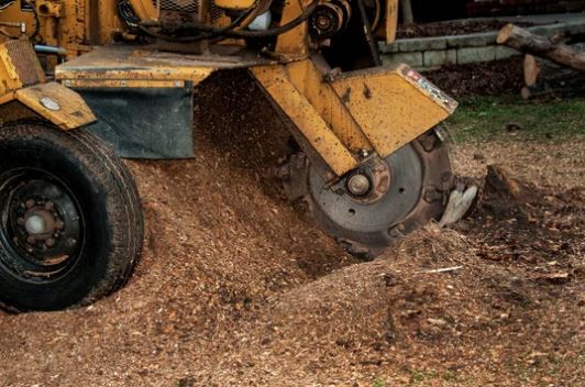 stump grinders Remove Tree Stumps