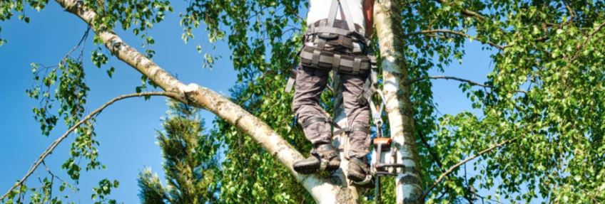 tree pruning garden route