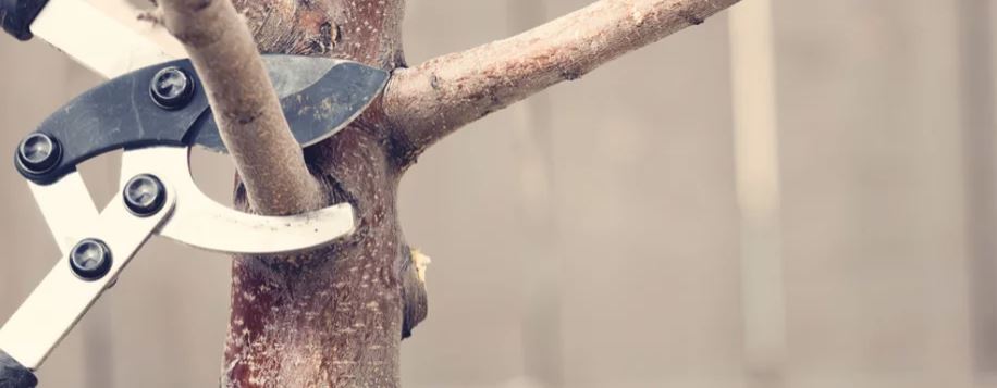 tree pruning trimming knysna