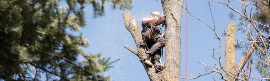 tree services garden route