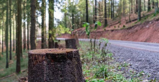 tree stump grinding garden route