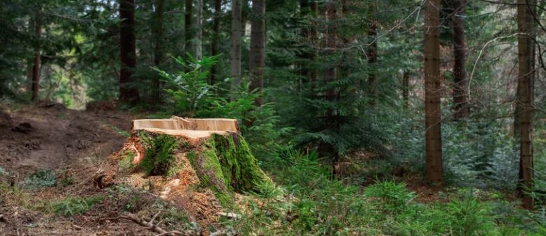 tree stump removal grinding george